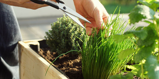 Herb is the Word: Culinary Herb Garden Ideas for Iowa wallacegardencenter