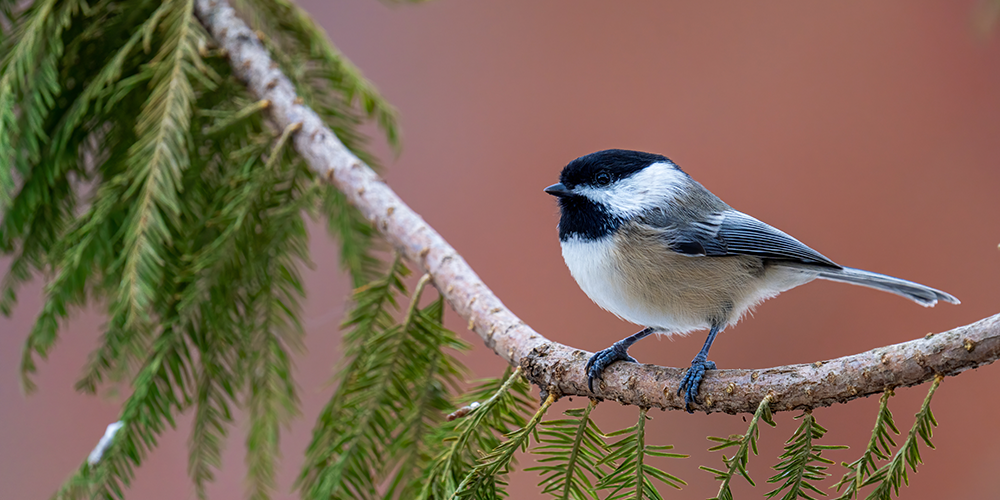 How to Attract Birds to Your Backyard wallacegardencenter