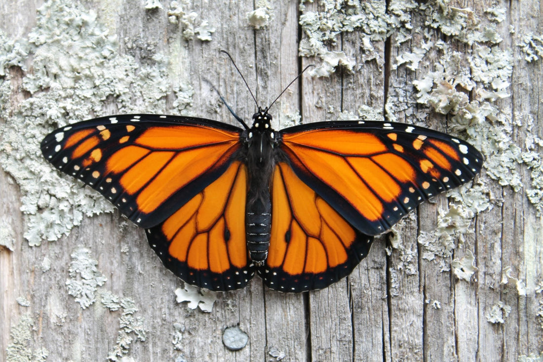 How to Attract Monarch Butterflies wallacegardencenter