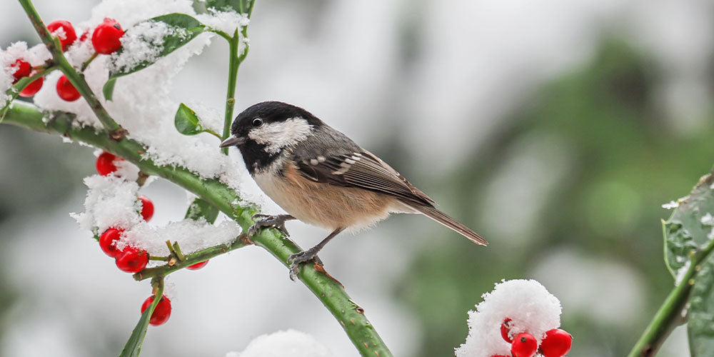 How to Be a Friend to Winter Birds wallacegardencenter