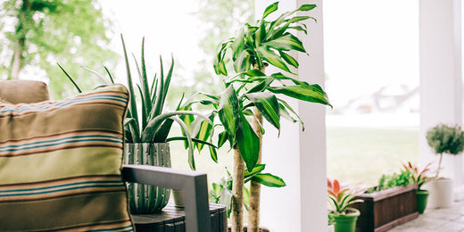 How to Bring Plants Indoors -  Wallace's Garden Center