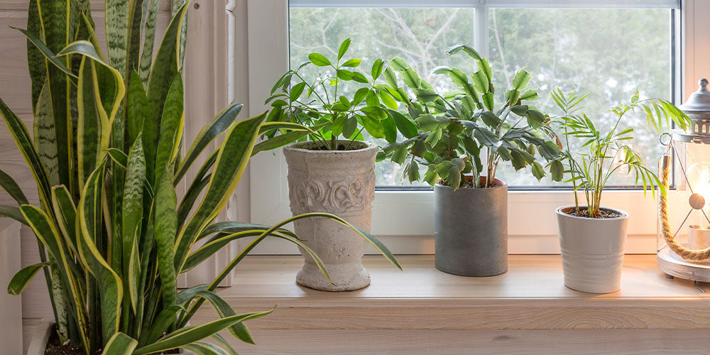 How to Care for Houseplants in Winter wallacegardencenter