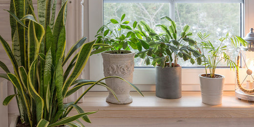 How to Care for Houseplants in Winter -  Wallace's Garden Center