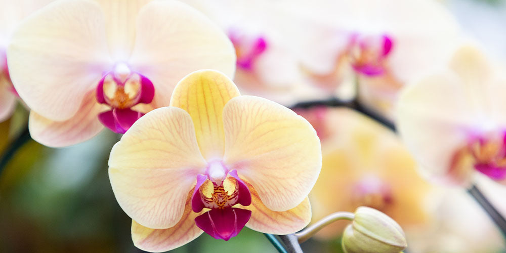How to Care for Moth Orchids wallacegardencenter
