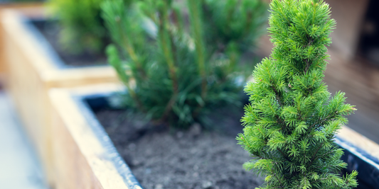 How to Choose The Right Evergreens for Your Landscape wallacegardencenter