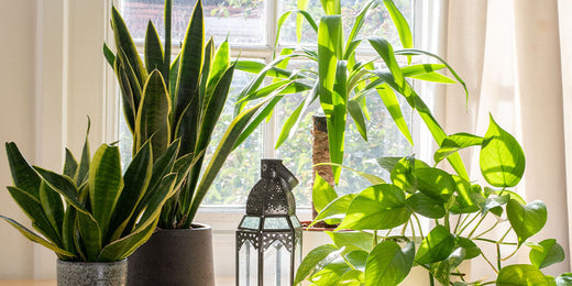 How to Deal with Houseplant Pests - Wallace's Garden Center