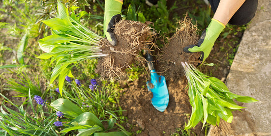 How to Divide Perennials wallacegardencenter