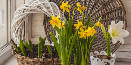 How to Force Bulbs to Bloom Indoors - Wallace's Garden Center