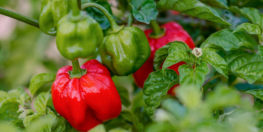 How to Grow Peppers wallacegardencenter