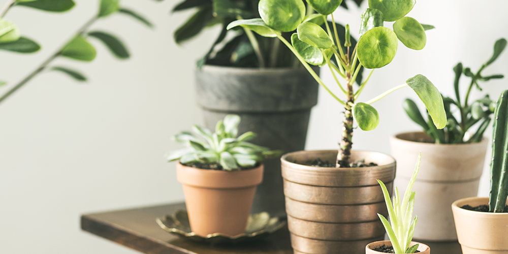 How to Holiday-Proof Your Houseplants wallacegardencenter