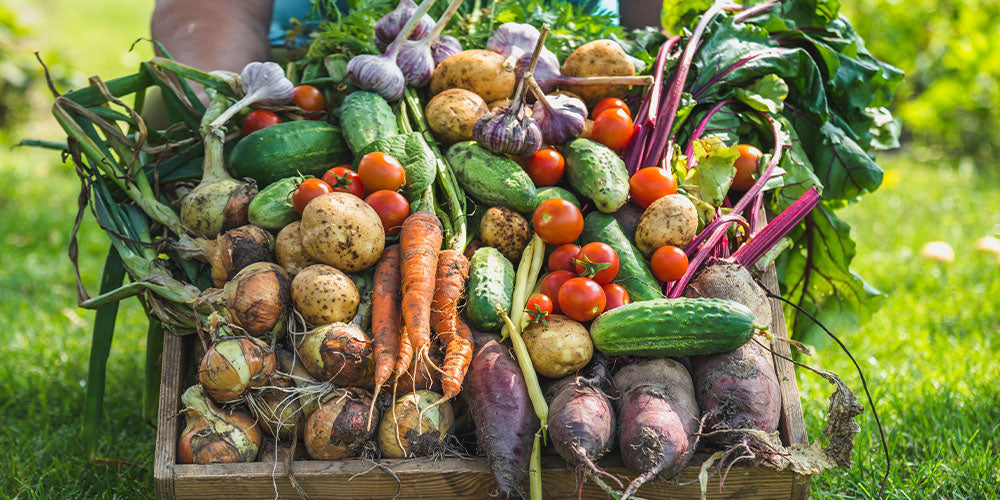 How to Preserve Your Vegetable Harvest ­ wallacegardencenter