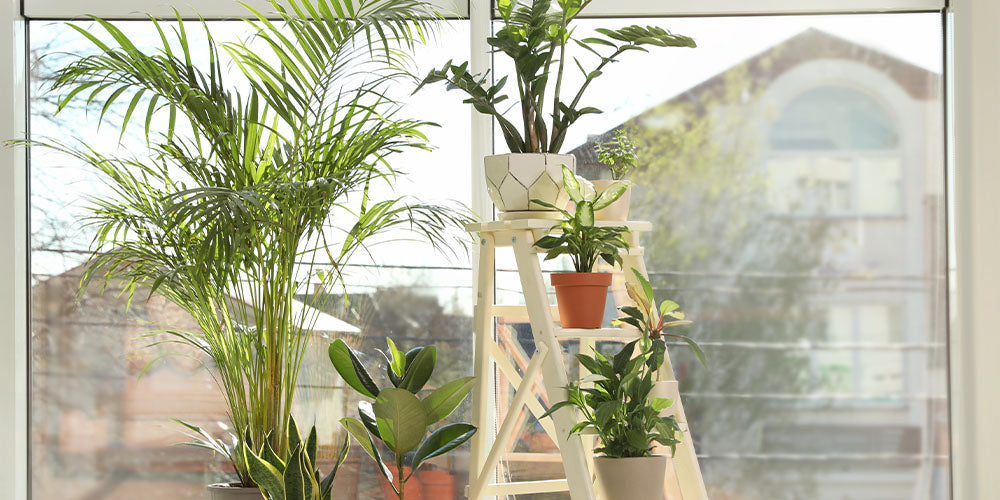 How to Spring Clean Your Indoor Plants wallacegardencenter