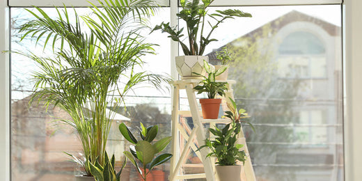 How to Spring Clean Your Indoor Plants - Wallace's Garden Center