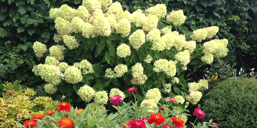 How to Successfully Grow Panicle Hydrangeas in Iowa wallacegardencenter