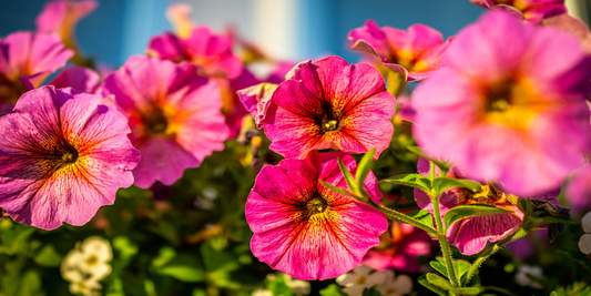 Keep Your Well-Loved Petunias & Annuals Thriving With These Tips wallacegardencenter