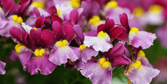 Keep an Eye on These 6 New Plants for 2022 wallacegardencenter