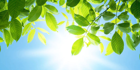 Keep ‘em Green—How to Water Trees in the Heat wallacegardencenter