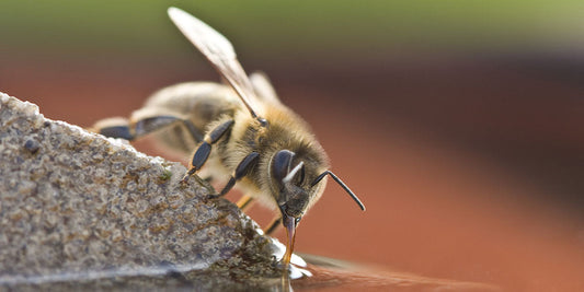 Learn How to Help the Bees with These Easy Gardening Tips wallacegardencenter