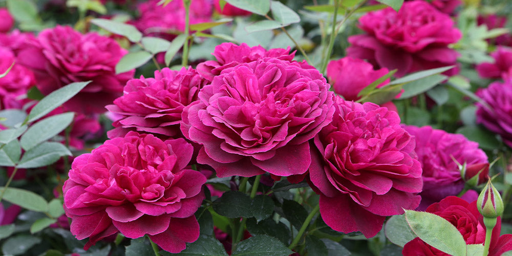 Love Your Roses? Try Some New Varieties! wallacegardencenter