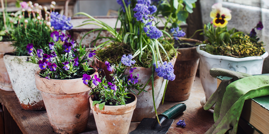 Mid Summer Annuals that will Revive your Planters! wallacegardencenter