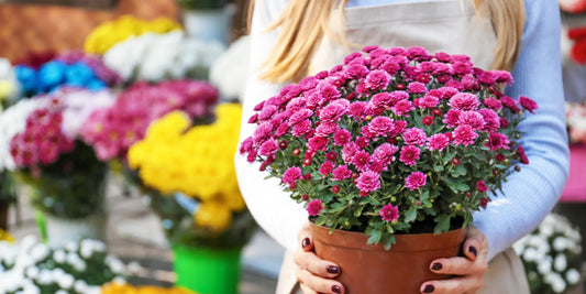 Mums 101 wallacegardencenter