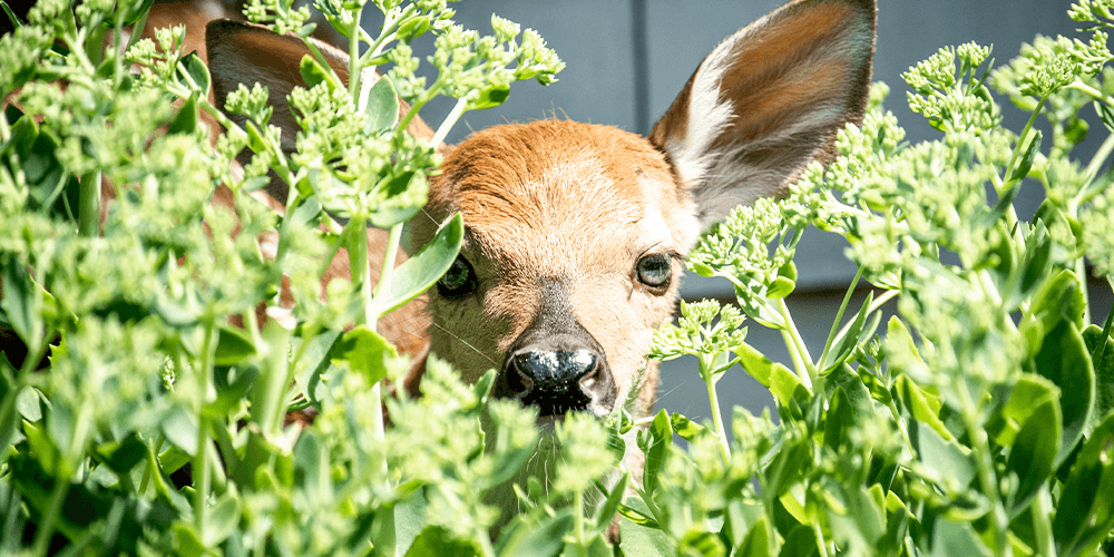 Oh, Deer! How to Protect Your Winter Landscapes from Wildlife wallacegardencenter