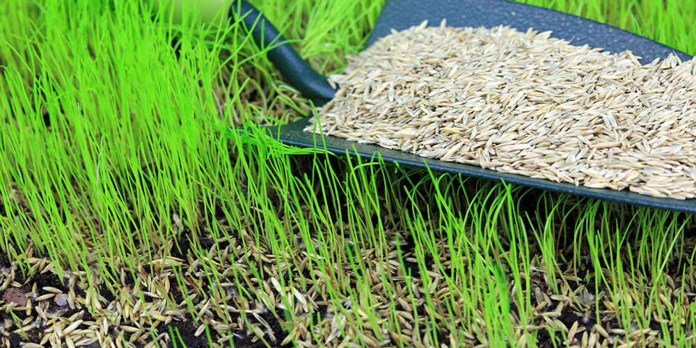 Overseeding is Underrated! Overseed Your Lawn for Fantastic Results wallacegardencenter