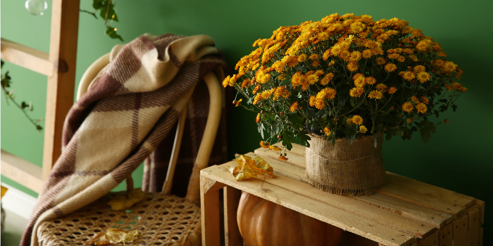 Overwintering Mums: How To Keep Them Happy wallacegardencenter