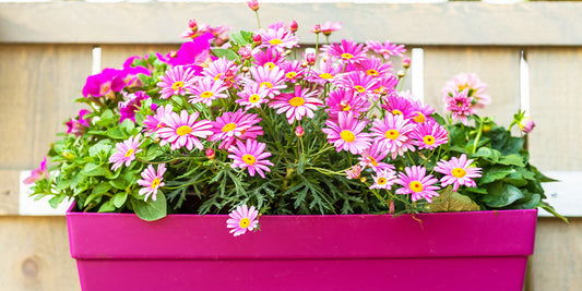 Pretty Planters for August Heat wallacegardencenter