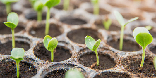 Ready, Set, Sprout! A Guide to Seed Starter Basics wallacegardencenter