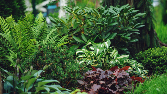 Shade Plants for Every Style: Choosing the Perfect Plants for Your Iowa Garden wallacegardencenter