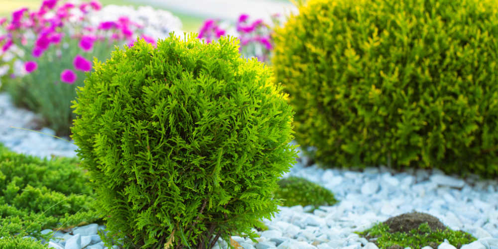 Small Evergreens for Your Landscape wallacegardencenter