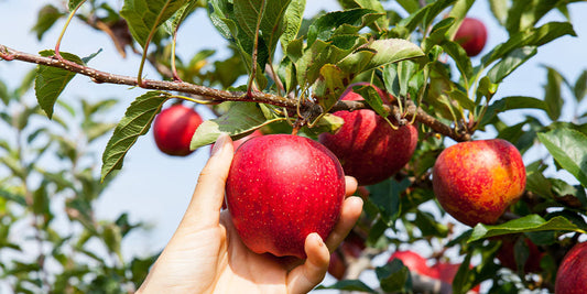 Spring Fruit Tree Care wallacegardencenter