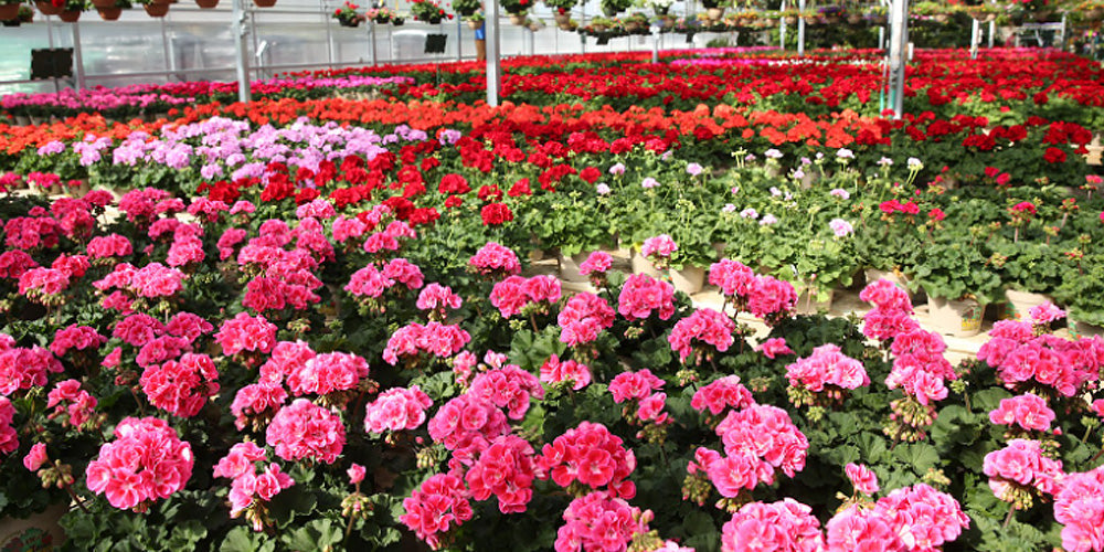 The Best Annuals for Iowa Gardens: Our Expert Selections for 2023 wallacegardencenter