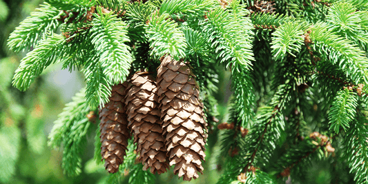 The Fastest Growing Evergreens in the Midwest wallacegardencenter