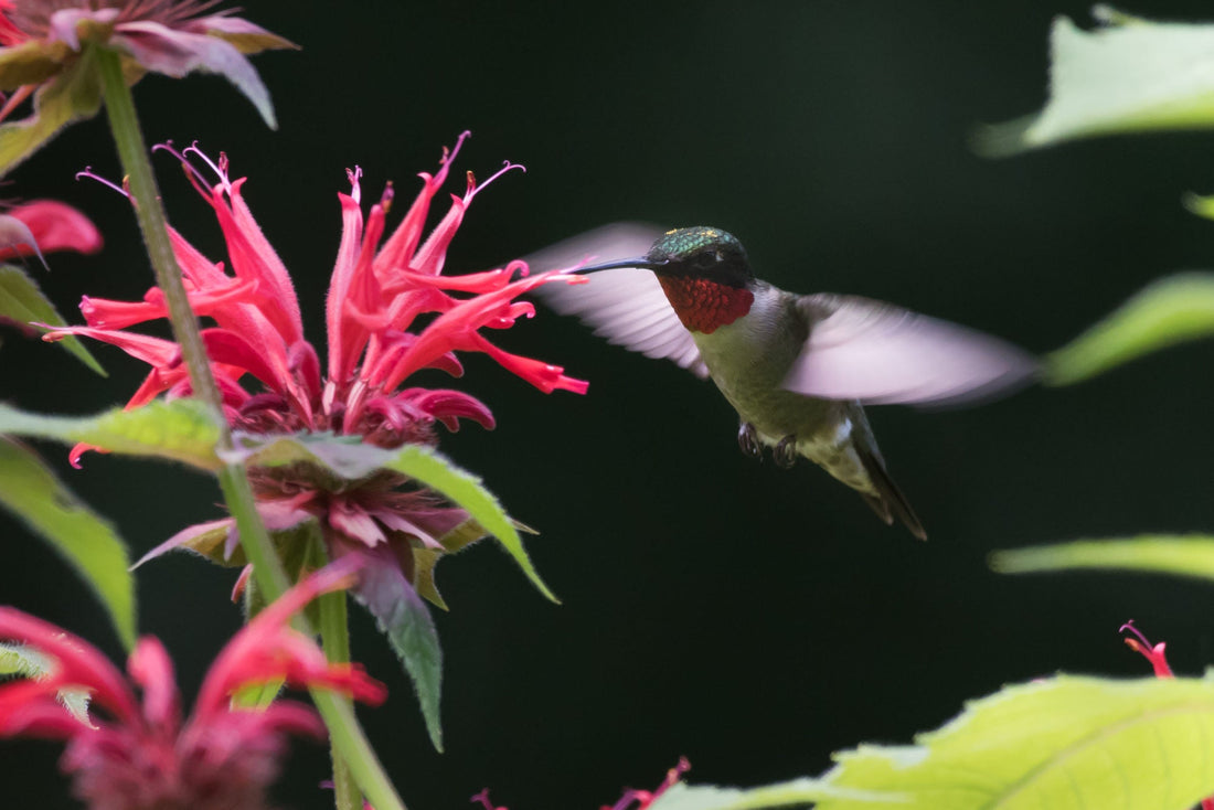 The Hummingbird Garden wallacegardencenter