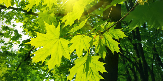 The Magic of Maple Trees: Creating a Beautiful Landscape in Iowa wallacegardencenter