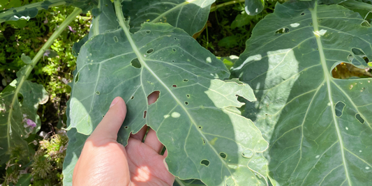 The Most Common Pests of 2023 and How to Deal With Them wallacegardencenter