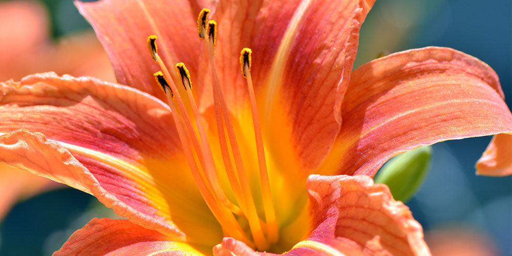 The Ultimate Guide to Growing a Beautiful Daylily Garden in Iowa wallacegardencenter