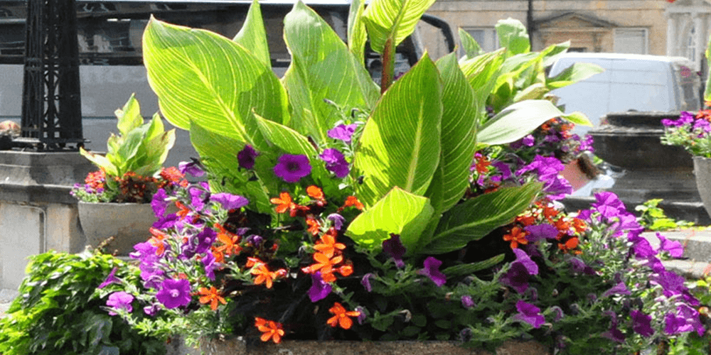 Thrill, Fill, and Spill: The Basics of Planter Design wallacegardencenter