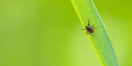 Tick invasion 101 wallacegardencenter