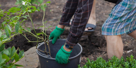 Transplanting Flowers With Finesse: An Expert Guide For A Successful Move wallacegardencenter