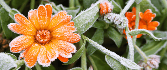 Understanding Frost Dates and Zones wallacegardencenter