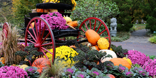 Wallace's Garden Center-Bettendorf-Iowa-Cold Tolerant Annuals