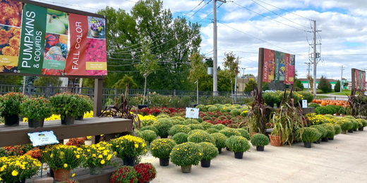 Love Your Mums: A Guide to Mums for Fall - Wallace's Garden Center