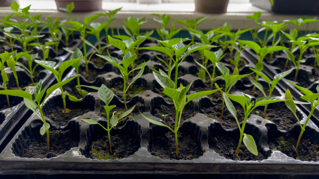 Wallace's Garden Center-Bettendorf-Iowa-Starting Seeds Indoors A Guide for Bettendorf Gardeners- HEADER