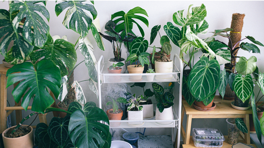 How to Deal with Indoor Plant Pests: A Guide for Every Plant Lover