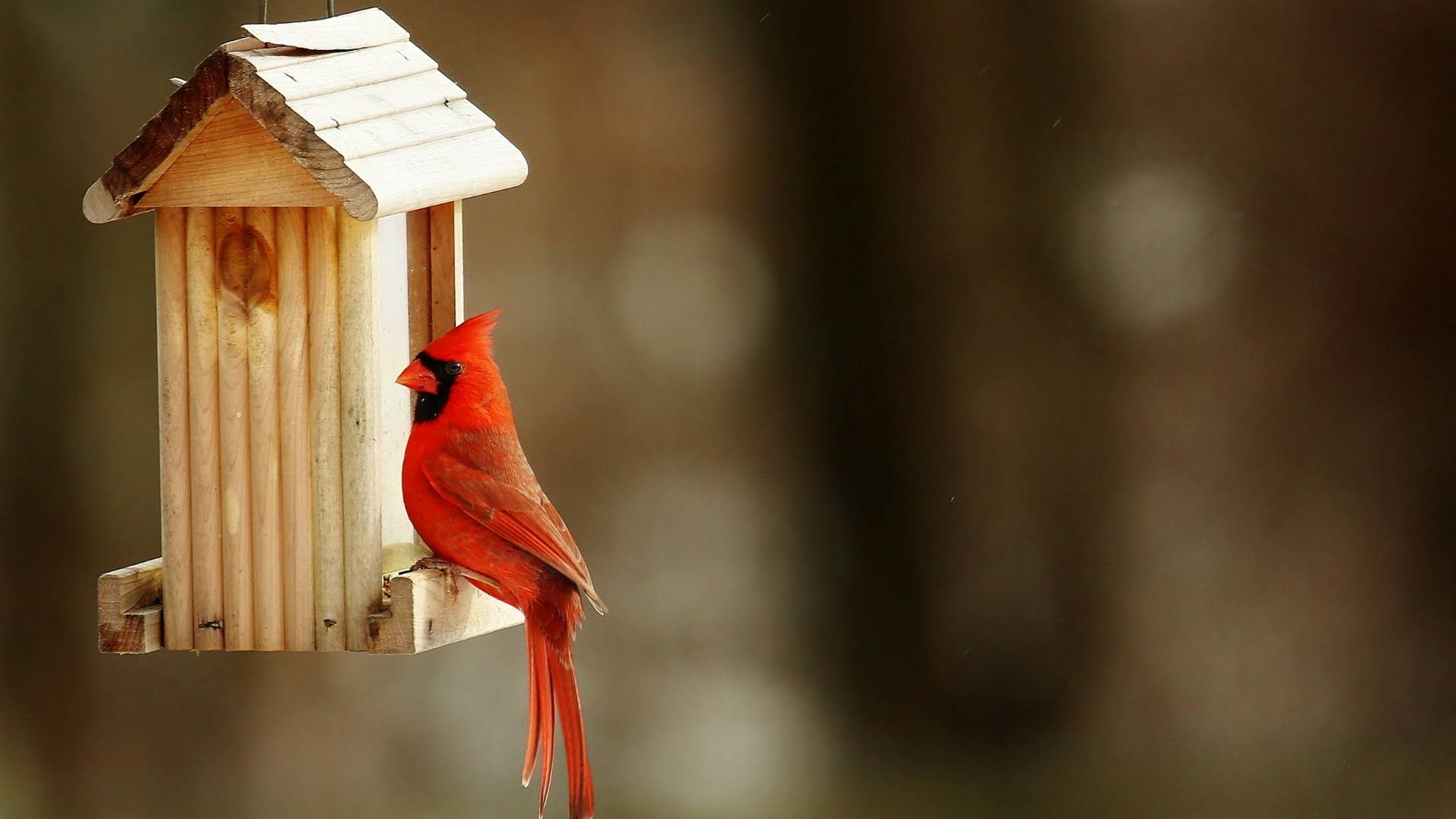 Bird Feeding 101: Getting Started with Wild Birds