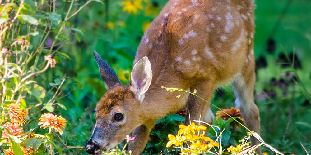 Wallaces Garden Center-Bettendorf-Deer Resistant Garden-deer in garden