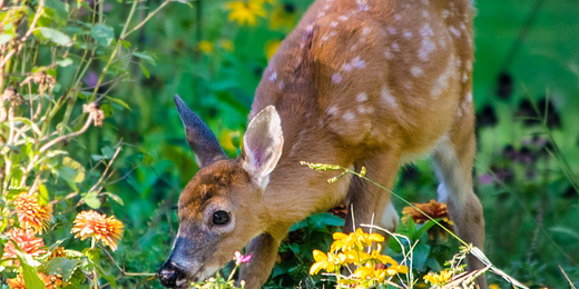Wallace's Garden Center-Bettendorf-Deer Resistant Garden-deer in garden